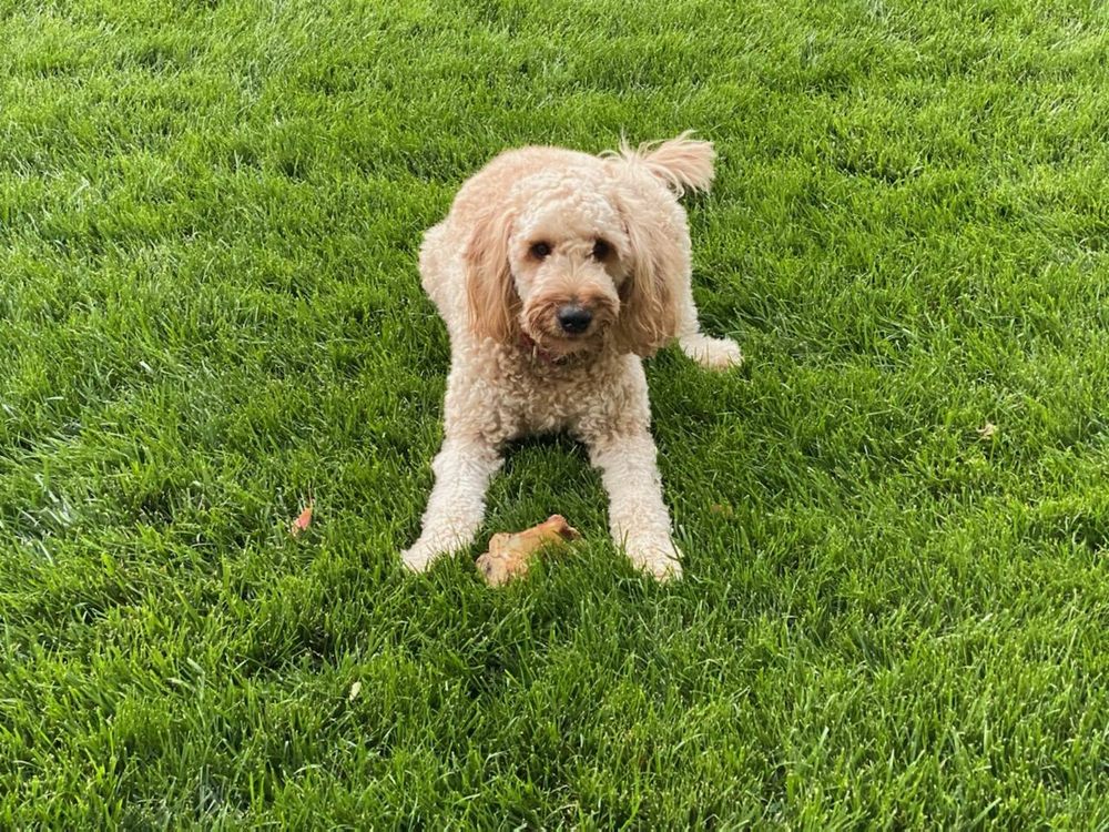 BUTCHER’S BLOCK PET TREATS Updated October 2024 11626 I St, Omaha