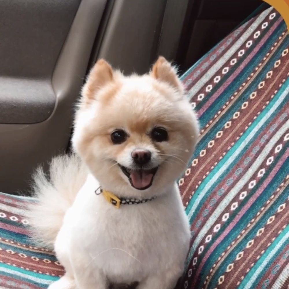 Daisys Groom Room - Nikki - Pet Groomers Near Me - Pasadena, Texas Daisys Groom Room - Nikki - Pet Groomers Near Me - Pasadena, Texas