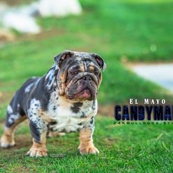 Antony Animal Hospital - 24KBULLDOGS LLC™ 213-359-2293 since 20003