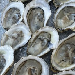 Happy hour oysters