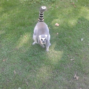 Fota Wildlife Park - Up close. - Parks Near Me - Fota, Colorado