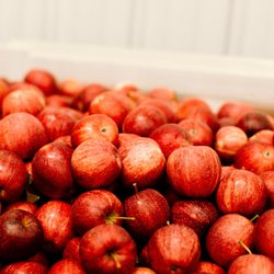 Sacia Orchards