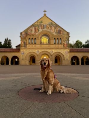 Stanford University by null