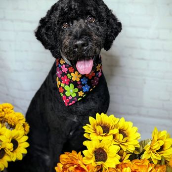 Mind Body & Paws - Pet Groomers Near Me - Dayton, Ohio Mind Body & Paws - Pet Groomers Near Me - Dayton, Ohio