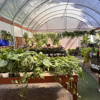 The Plant Chica - Nurseries & Gardening Near Me - leimert park, California The Plant Chica - Nurseries & Gardening Near Me - leimert park, California