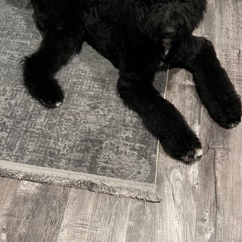 A Yuppy Puppy - After - Pet Groomers Near Me - Modesto, California A Yuppy Puppy - After - Pet Groomers Near Me - Modesto, California