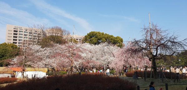 Tsuruma Park by null