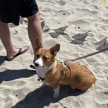 Seaside Beach - Corgi! - Beaches Near Me - Seaside, Oregon
