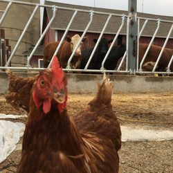 Door Karma Farms - Beef, Lamb, Chicken, Eggs, Pork, Microgreens, Vegetables all sustainably raised
