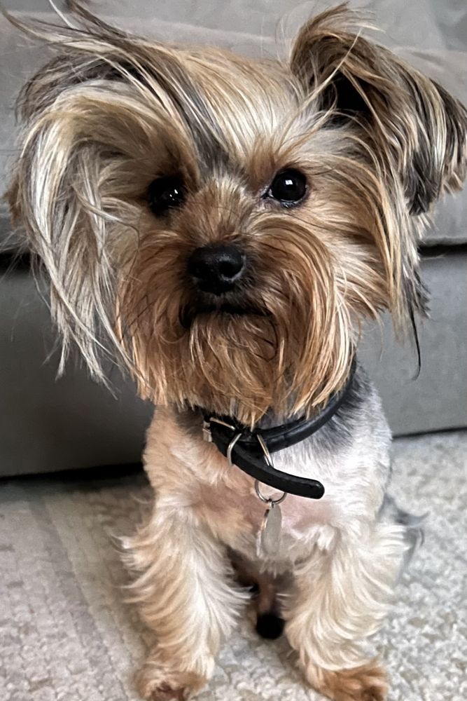 JAX’S GALLOPING GROOMER Updated September 2024 39 Photos & 16