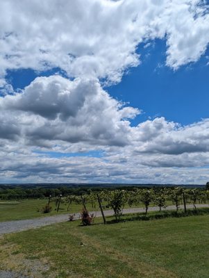 Hunt Country Vineyards by null