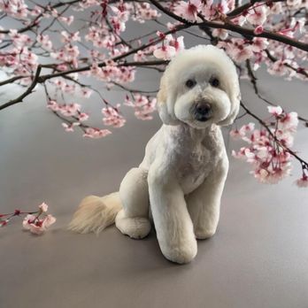 Spawlash Pet Salon - Pet Groomers Near Me - Northglenn, Colorado Spawlash Pet Salon - Pet Groomers Near Me - Northglenn, Colorado