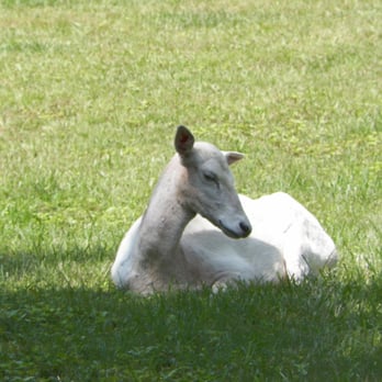 Plumpton Park Zoo - Zoos Near Me - Rising Sun, Maryland