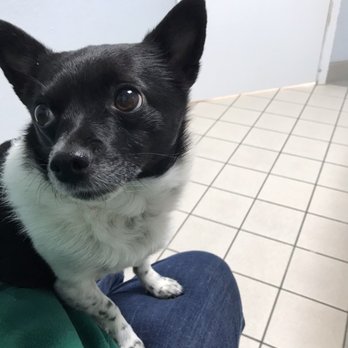 Hatton Veterinary Hospital - Shiloh waiting for Dr.Chen - Veterinarians Near Me - Elk Grove, California Hatton Veterinary Hospital - Shiloh waiting for Dr.Chen - Veterinarians Near Me - Elk Grove, California