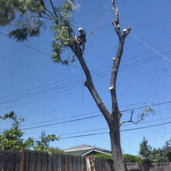 Angeles Tree Service - Tree Services Near Me Angeles Tree Service - Tree Services Near Me