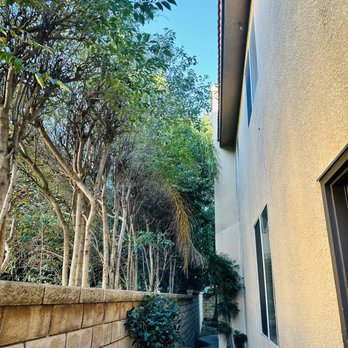 Expert tree care - The before picture. - Tree Services Near Me - newhall, California
