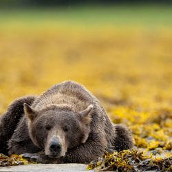 Expeditions Alaska - Sometimes you just have to chill.