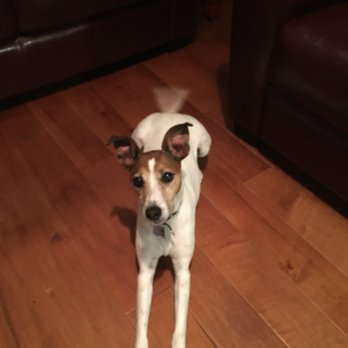 Dog Sitting Company - The blurred tail shows how Freckles feels about DSC! - House Sitters Near Me Dog Sitting Company - The blurred tail shows how Freckles feels about DSC! - House Sitters Near Me
