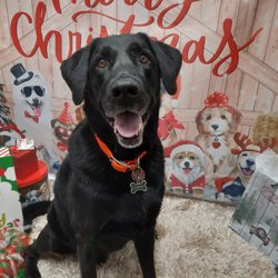 Tiki Paws Doggie Daycare & Boarding