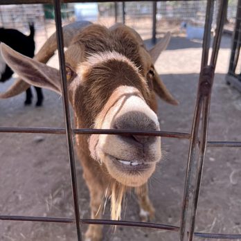 Austin Zoo - Goat - Zoos Near Me - Austin, Texas