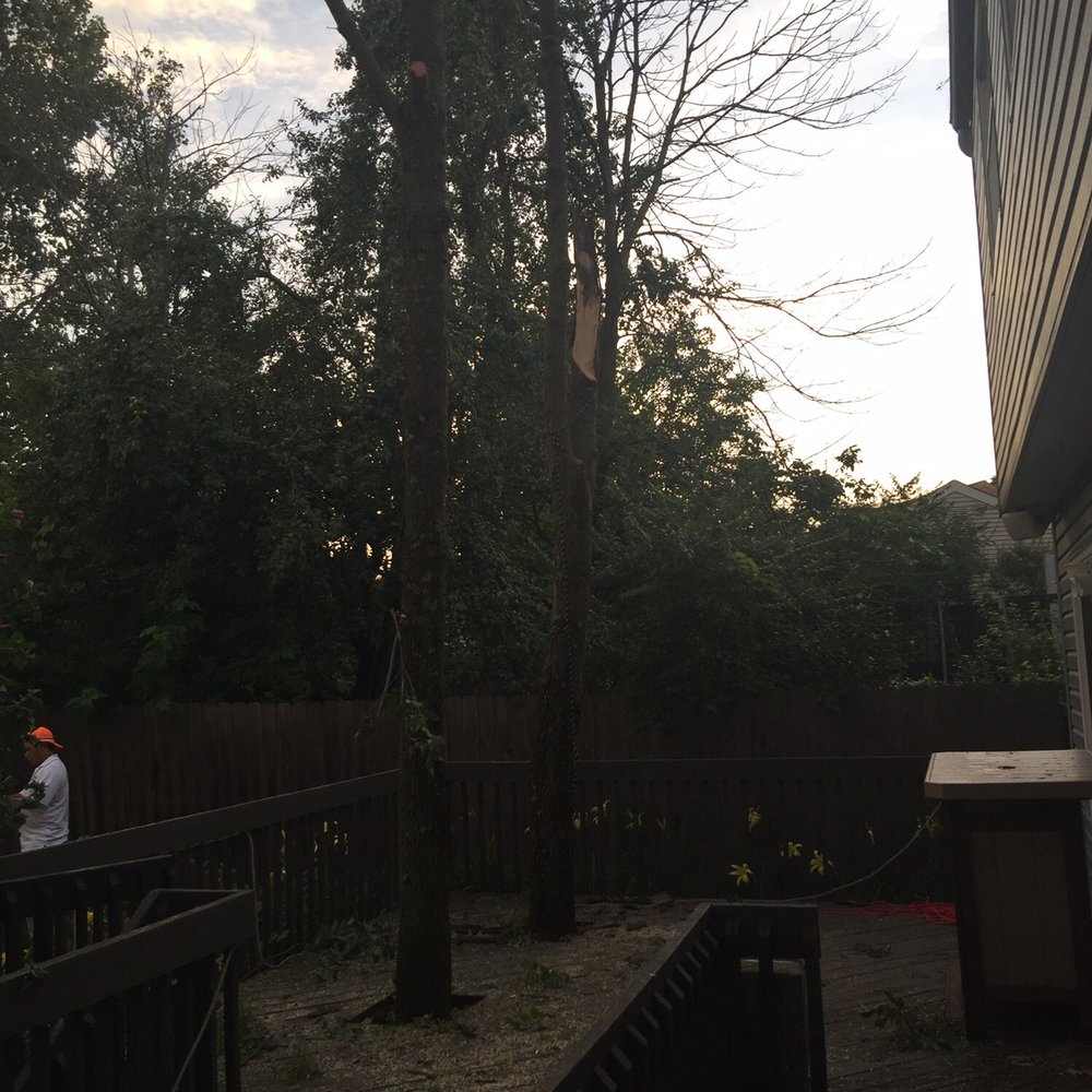 Reyes Tree Service - Tree Services Near Me - Columbus, Ohio Reyes Tree Service - Tree Services Near Me - Columbus, Ohio