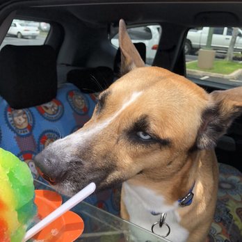 Mountain Magic Shave Ice - My doggie said it's delish! - Shaved Ice Near Me - Waipahu, Hawaii