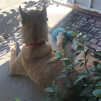 Upland Animal Shelter - Protecting his turtle that came with his goody box from Upland Animal Shelter - Animal Shelters Near Me - Upland, California