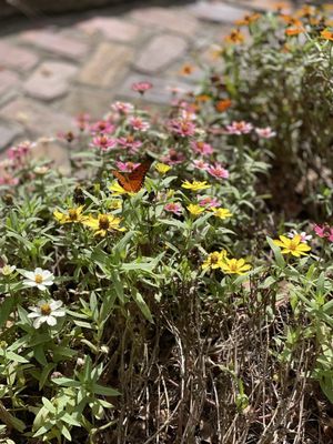 Boone Hall Plantation & Gardens by null