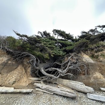 Tree Of Life - 8/2025- Tree of Life - Landmarks & Historical Buildings Near Me - Forks, Washington Tree Of Life - 8/2025- Tree of Life - Landmarks & Historical Buildings Near Me - Forks, Washington