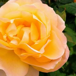 Magnuson Community Garden - A lovely yellow rose with pink edges!