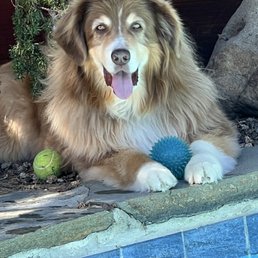 My beautiful boy, Duke, and my best companion for 12 1/2 years. I know he's playing ball with his friends in heaven. My beautiful boy, Duke, and my best companion for 12 1/2 years. I know he's playing ball with his friends in heaven.