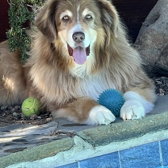 Pets Eternal Rest - My beautiful boy, Duke, and my best companion for 12 1/2 years. I know he's playing ball with his friends in heaven. - Veterinarians Near Me - Walnut Creek, California Pets Eternal Rest - My beautiful boy, Duke, and my best companion for 12 1/2 years. I know he's playing ball with his friends in heaven. - Veterinarians Near Me - Walnut Creek, California