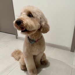 Syrah female golden doodle