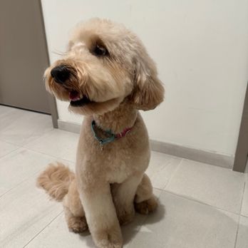 Fabiulous Grooming - Syrah female golden doodle - Pet Groomers Near Me