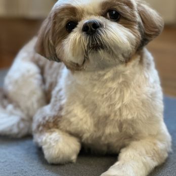 Mudpuppy's Tub & Scrub - @Murphyverse after his haircut at Mudpuppy's - Pet Groomers Near Me - Richmond, California Mudpuppy's Tub & Scrub - @Murphyverse after his haircut at Mudpuppy's - Pet Groomers Near Me - Richmond, California