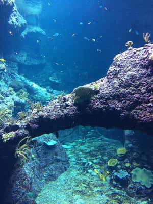 Biarritz Aquarium by null