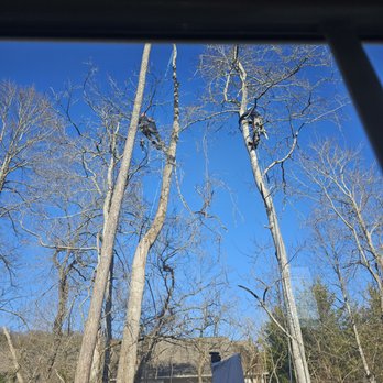 L and M Tree Service - Tree Services Near Me - Knoxville, Tennessee