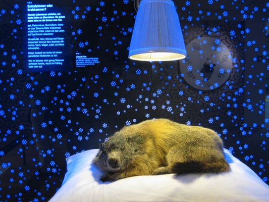 Naturhistorisches Museum Bern by null