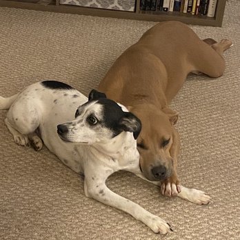 Diamond Doghouse - My "bad" dog and a few of his besties. Doesn't he look terrible? ‍ - Pet Sitting Near Me - Richmond, Virginia