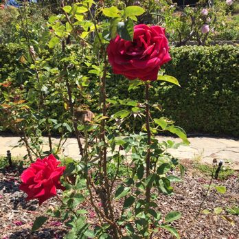 The Berkeley Rose Garden - Botanical Gardens Near Me - Berkeley, California The Berkeley Rose Garden - Botanical Gardens Near Me - Berkeley, California