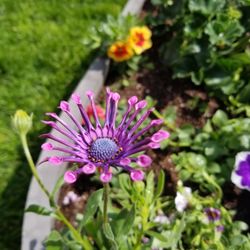 Grandiflora Gardening & Design