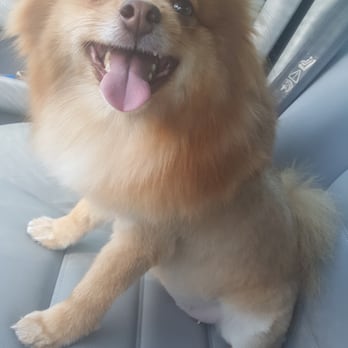 All Valley Pet Grooming and Spa - Nami's thoughts after going to her new groomer... Happy Dog Happy Owner... :) thanks to miley... :) - Pet Groomers Near Me All Valley Pet Grooming and Spa - Nami's thoughts after going to her new groomer... Happy Dog Happy Owner... :) thanks to miley... :) - Pet Groomers Near Me