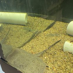 Animal Island Pet Shop - Sting Ray Chilling