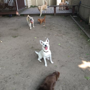 RiverDog - Malden - Ruby fitting right in! - Pet Training Near Me - Malden, Massachusetts RiverDog - Malden - Ruby fitting right in! - Pet Training Near Me - Malden, Massachusetts