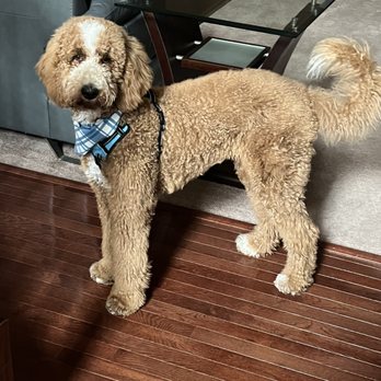 Paw Spa - Pet Groomers Near Me - Alexandria, Virginia