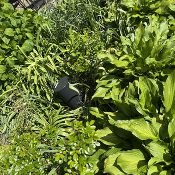 Zinnia - Speaker! For emitting a subtle, musical vibe .... - A lush garden scene with different types of green plants, including broad-leafed and grassy varieties, with a black outdoor speaker partially hidden among the plants. - Cocktail Bars Near Me - Silver Spring, Maryland