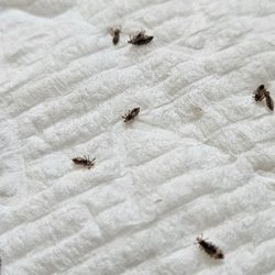 Olympia Lice Care