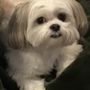 Photo of Show Me Puppies