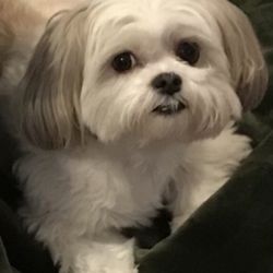 Show Me Puppies