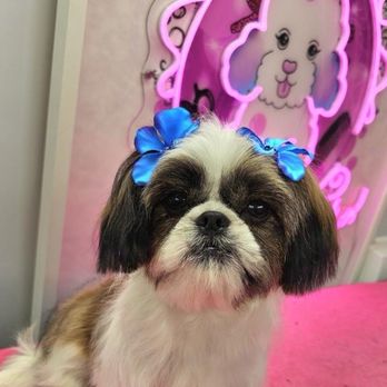 Boujee Bubbles Dog Grooming - Boujee Bubbles Mobile are the best - Pet Groomers Near Me Boujee Bubbles Dog Grooming - Boujee Bubbles Mobile are the best - Pet Groomers Near Me